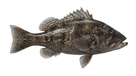 Black Sea Bass
