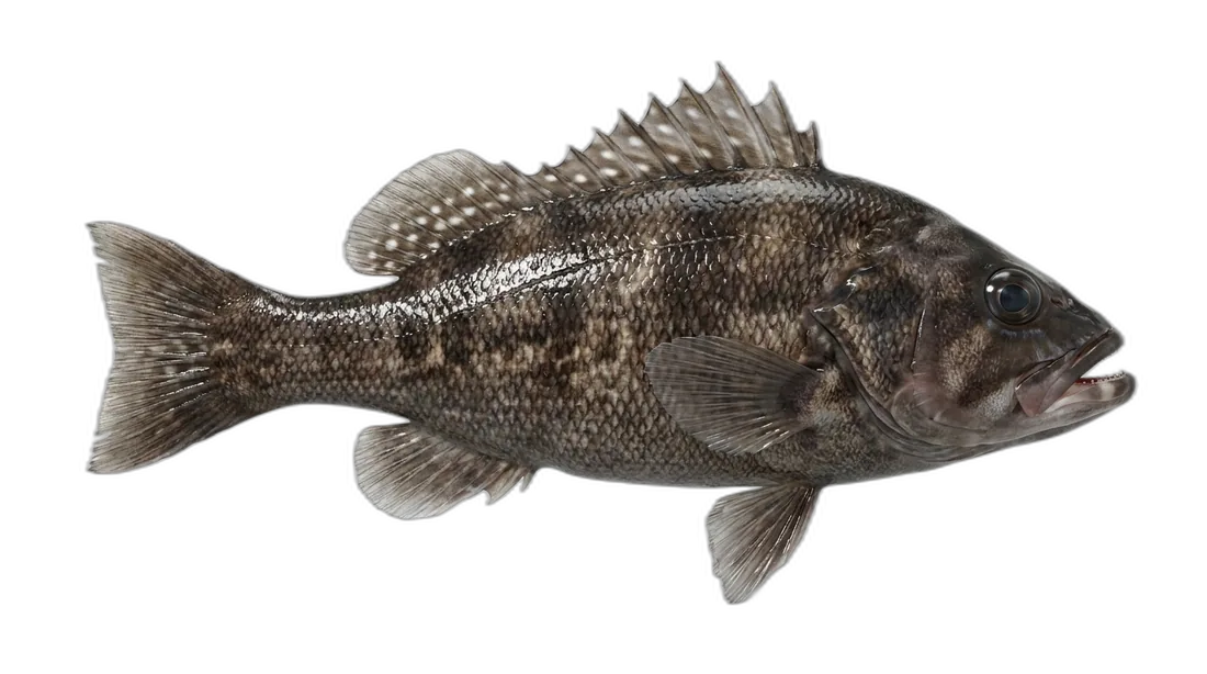 Black Sea Bass
