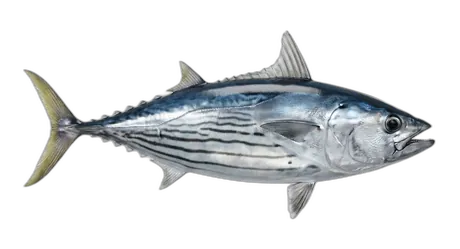 Black Skipjack