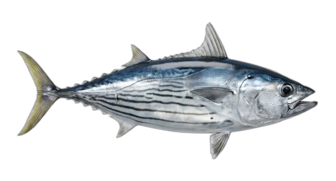 Black Skipjack