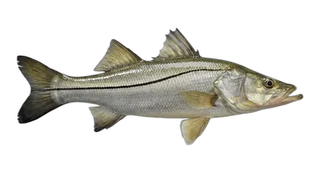 Black Snook