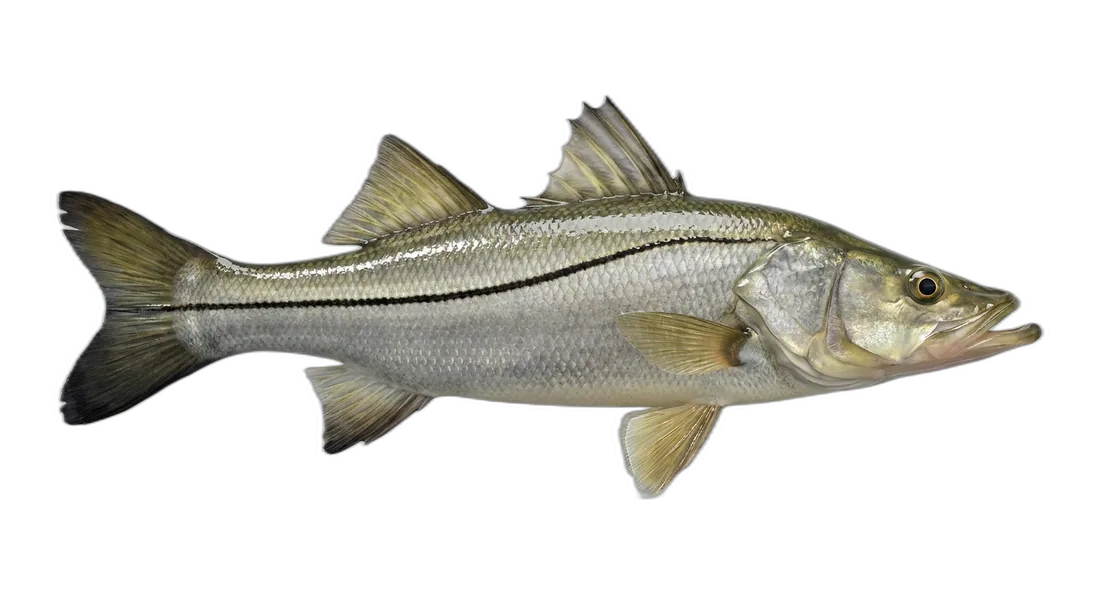 Black Snook
