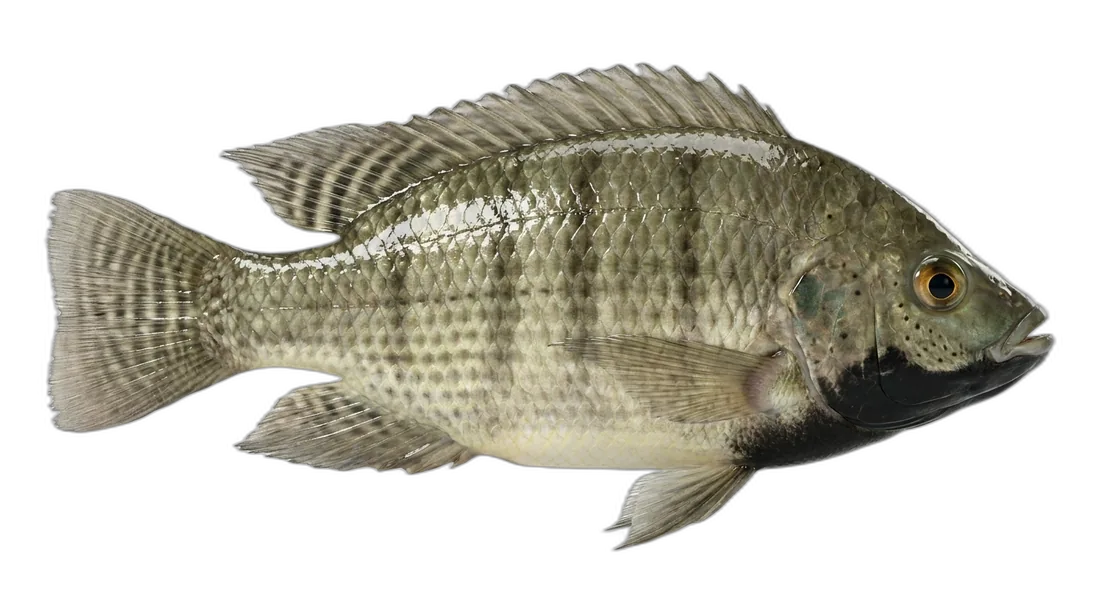 Blackchin Tilapia