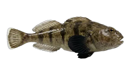 Blackfin Sculpin