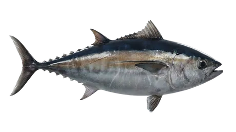 Blackfin Tuna
