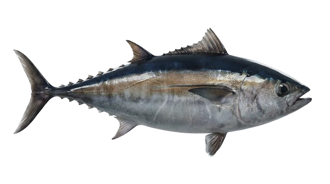 Blackfin Tuna