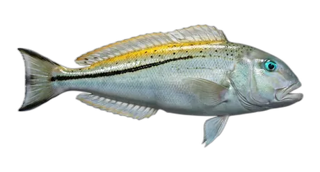 Blackline Tilefish