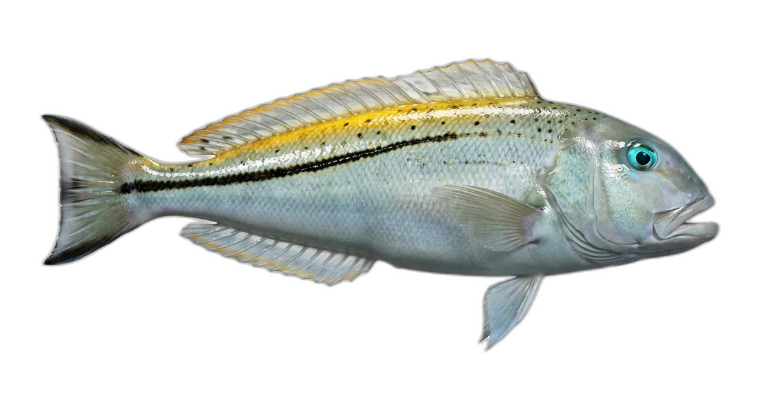Blackline Tilefish
