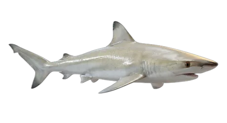 Blacknose Shark