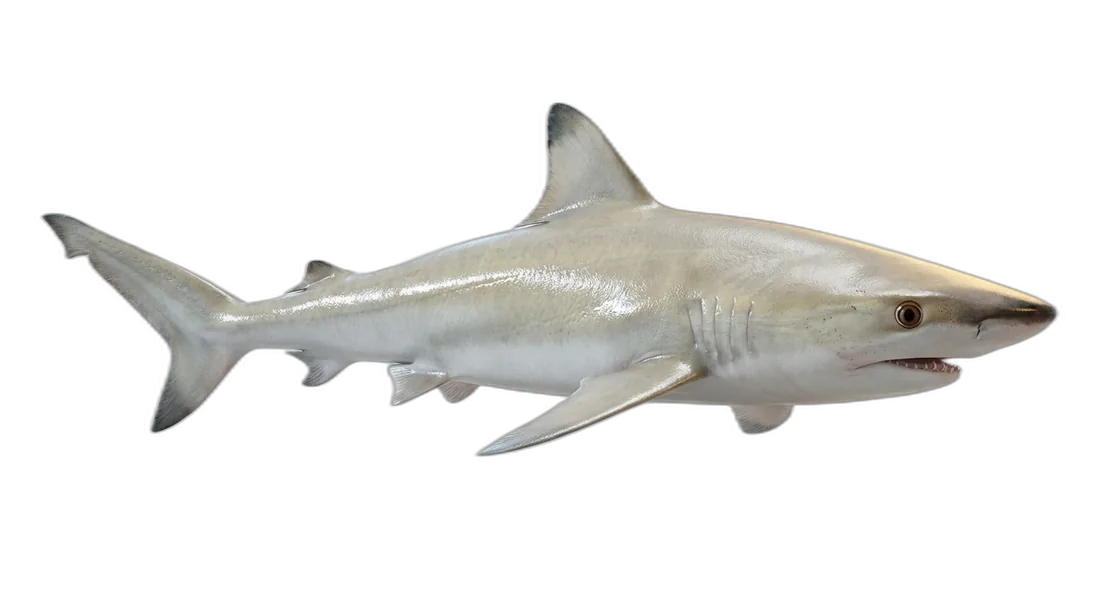 Blacknose Shark