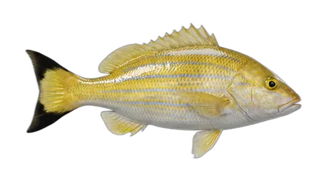 Blacktail Snapper
