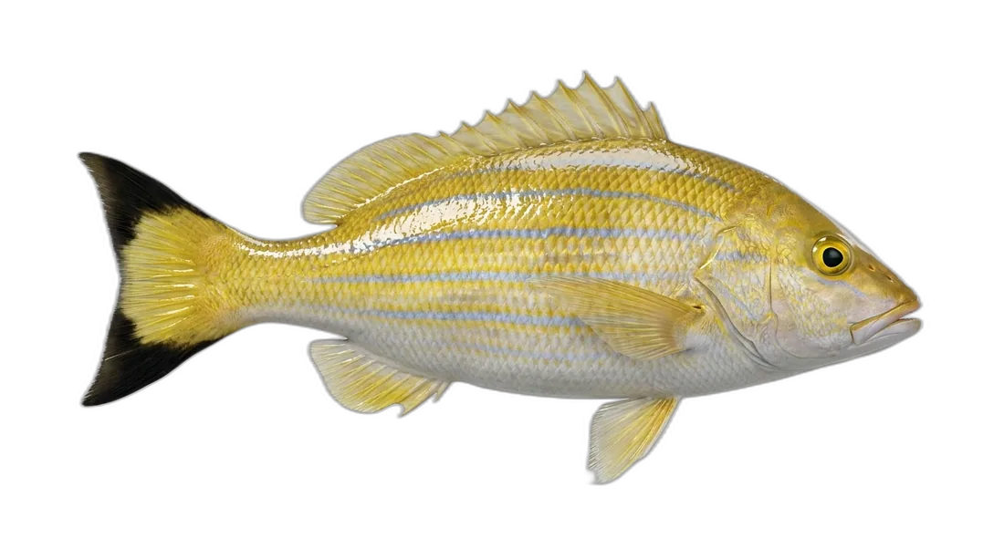 Blacktail Snapper