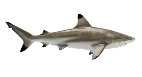 Blacktip Reef Shark
