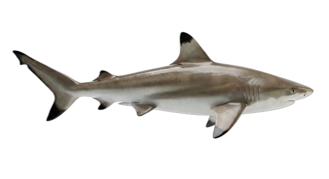 Blacktip Reef Shark