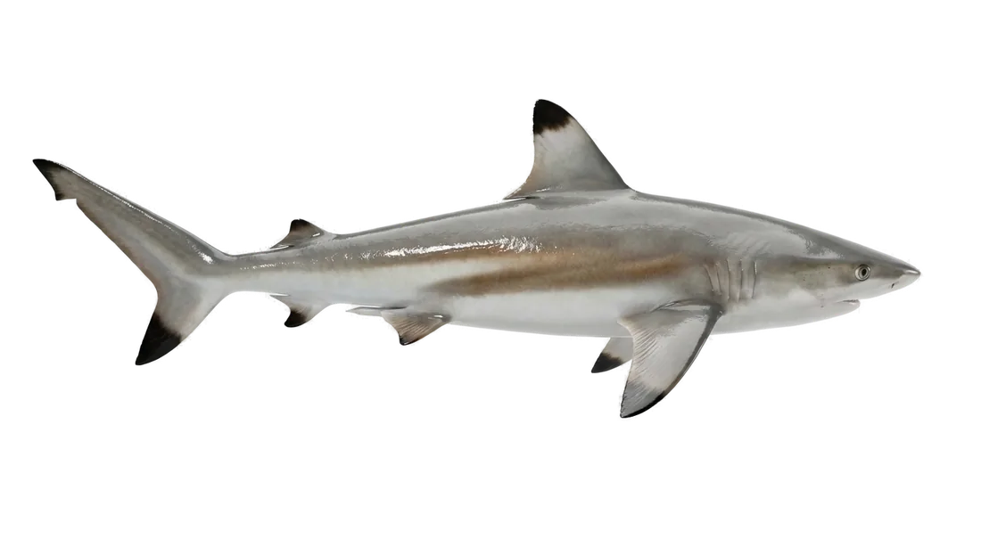 Blacktip Shark