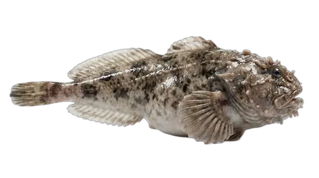 Blob Sculpin