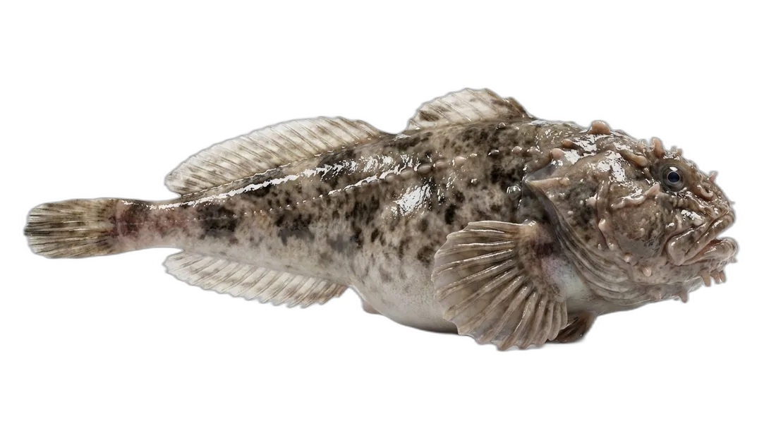 Blob Sculpin