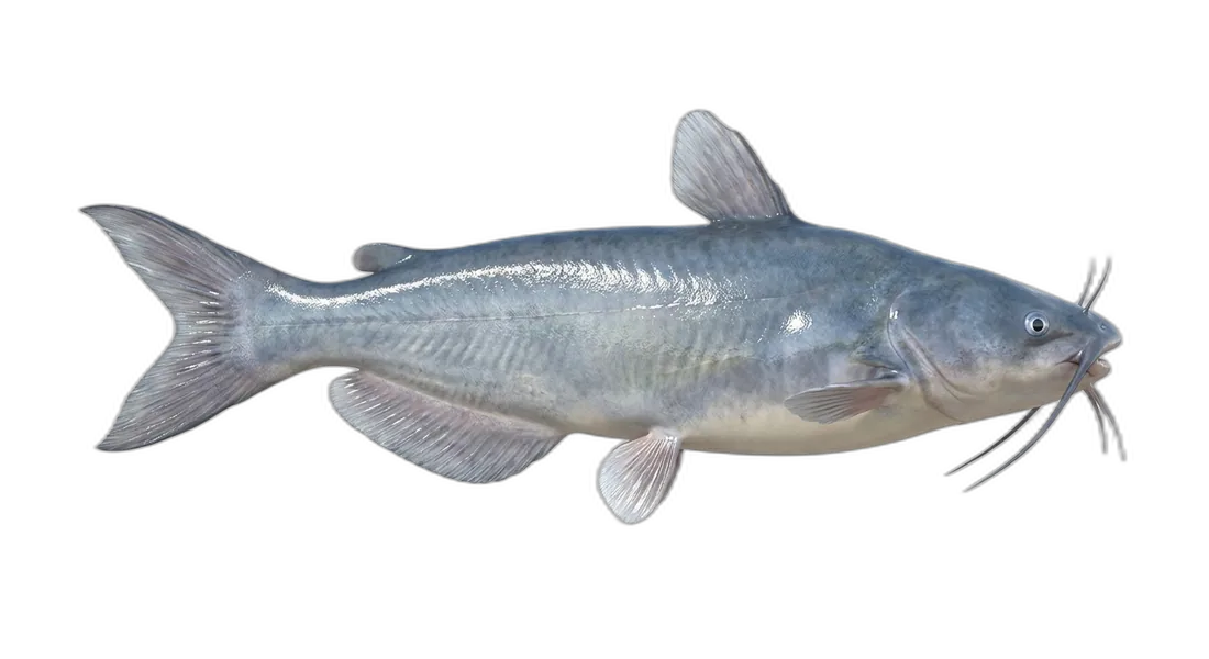 Blue Catfish