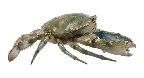 Blue Crab