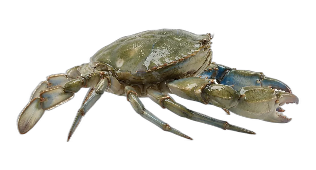 Blue Crab