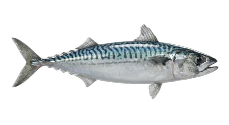Blue Mackerel