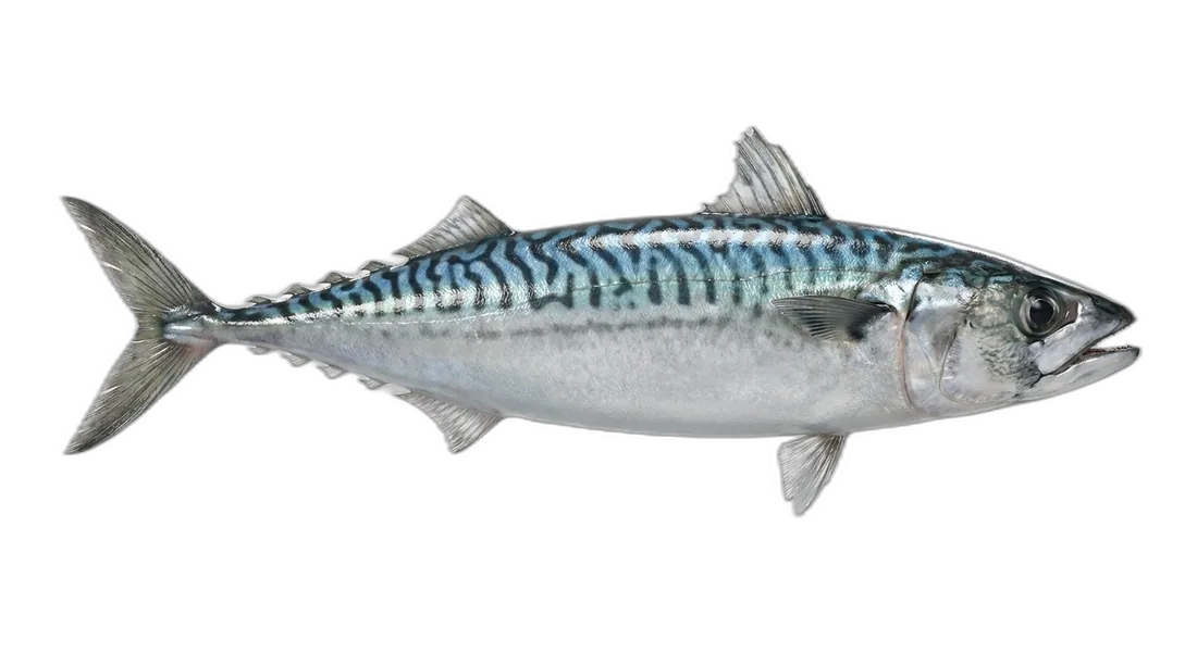 Blue Mackerel