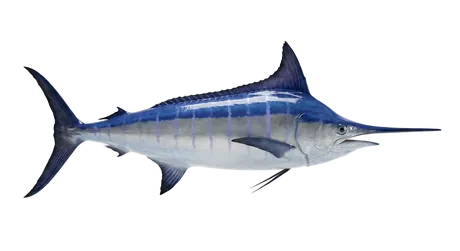 Blue Marlin