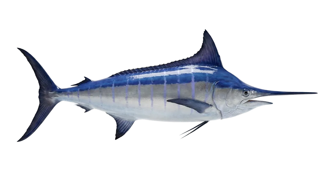 Blue Marlin