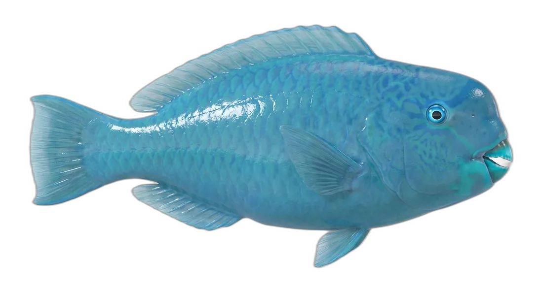 Blue Parrotfish