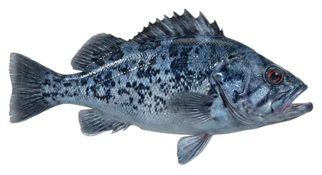 Blue Rockfish