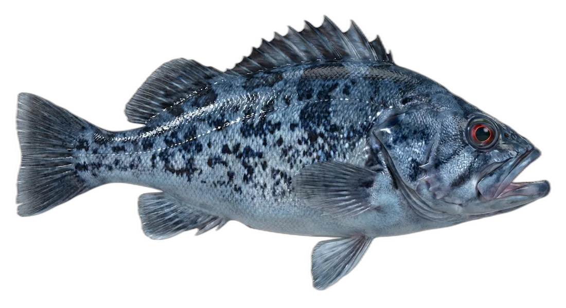 Blue Rockfish