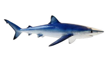 Blue Shark