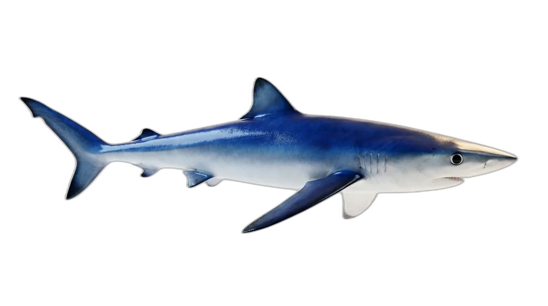 Blue Shark
