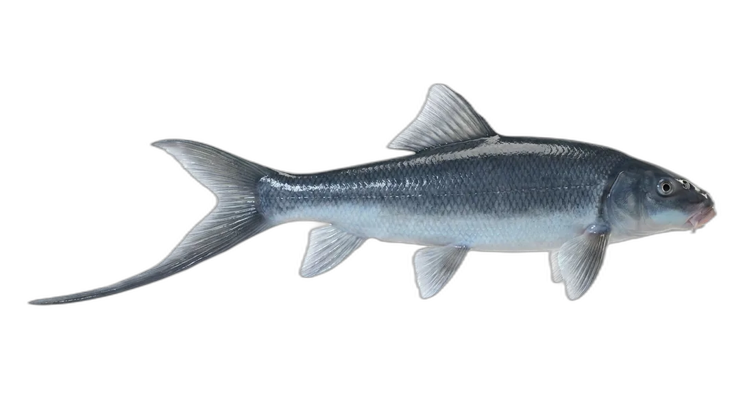 Blue Sucker