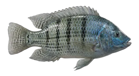 Blue Tilapia