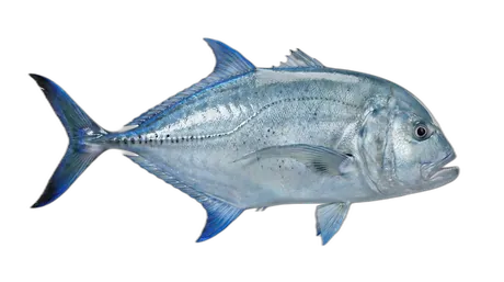 Blue Trevally