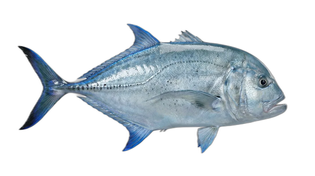Blue Trevally