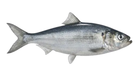 Blueback Herring