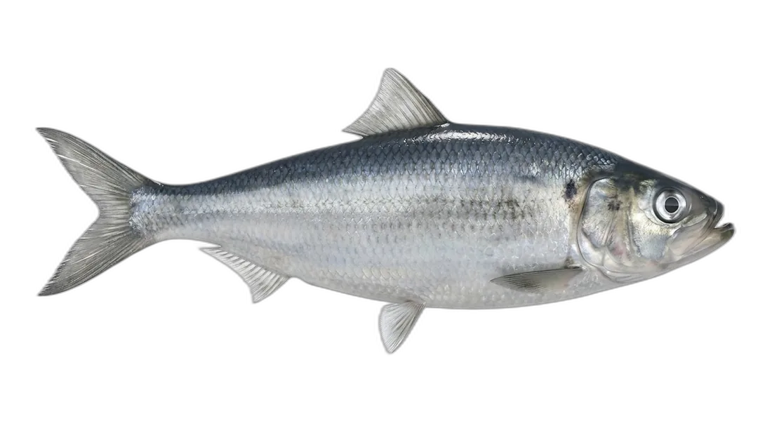 Blueback Herring