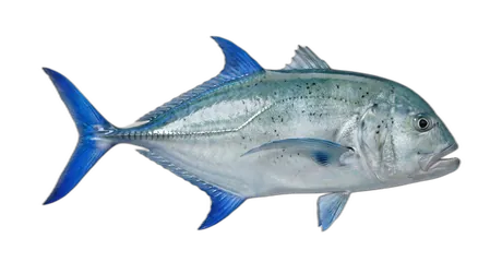 Bluefin Trevally