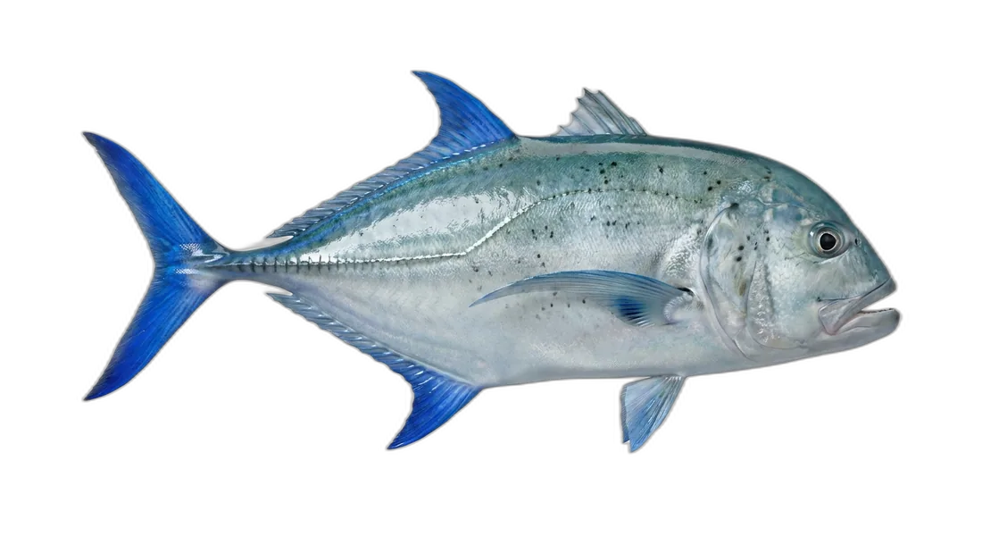 Bluefin Trevally