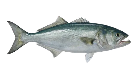 Bluefish