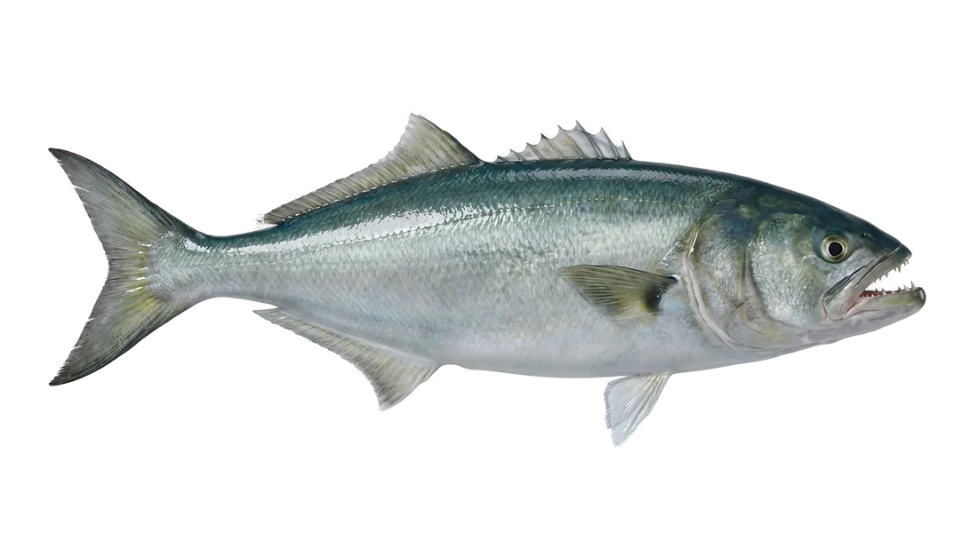 Bluefish