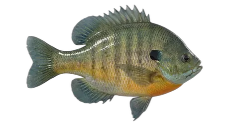 Bluegill