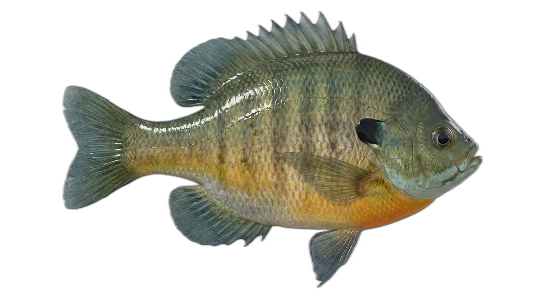 Bluegill