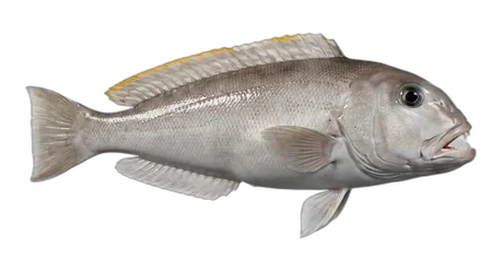 Blueline Tilefish