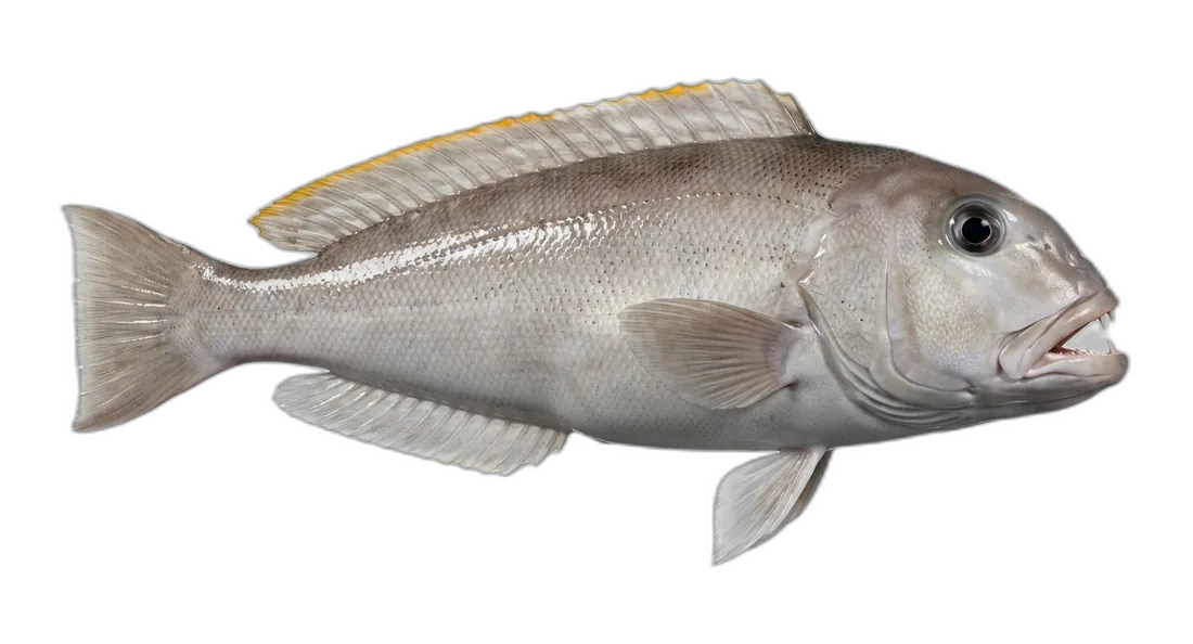 Blueline Tilefish