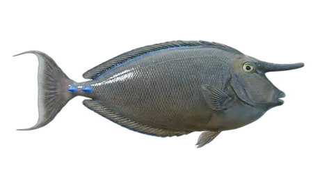 Bluespine Unicornfish