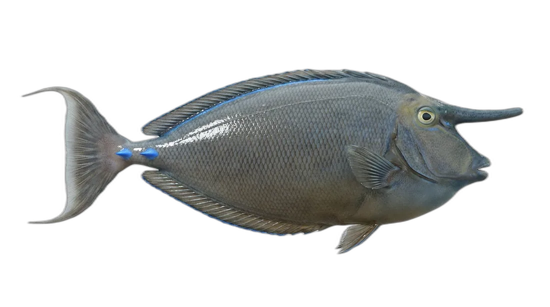 Bluespine Unicornfish