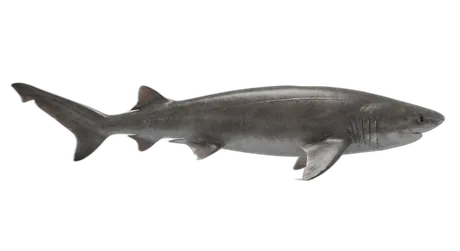 Bluntnose Sixgill Shark